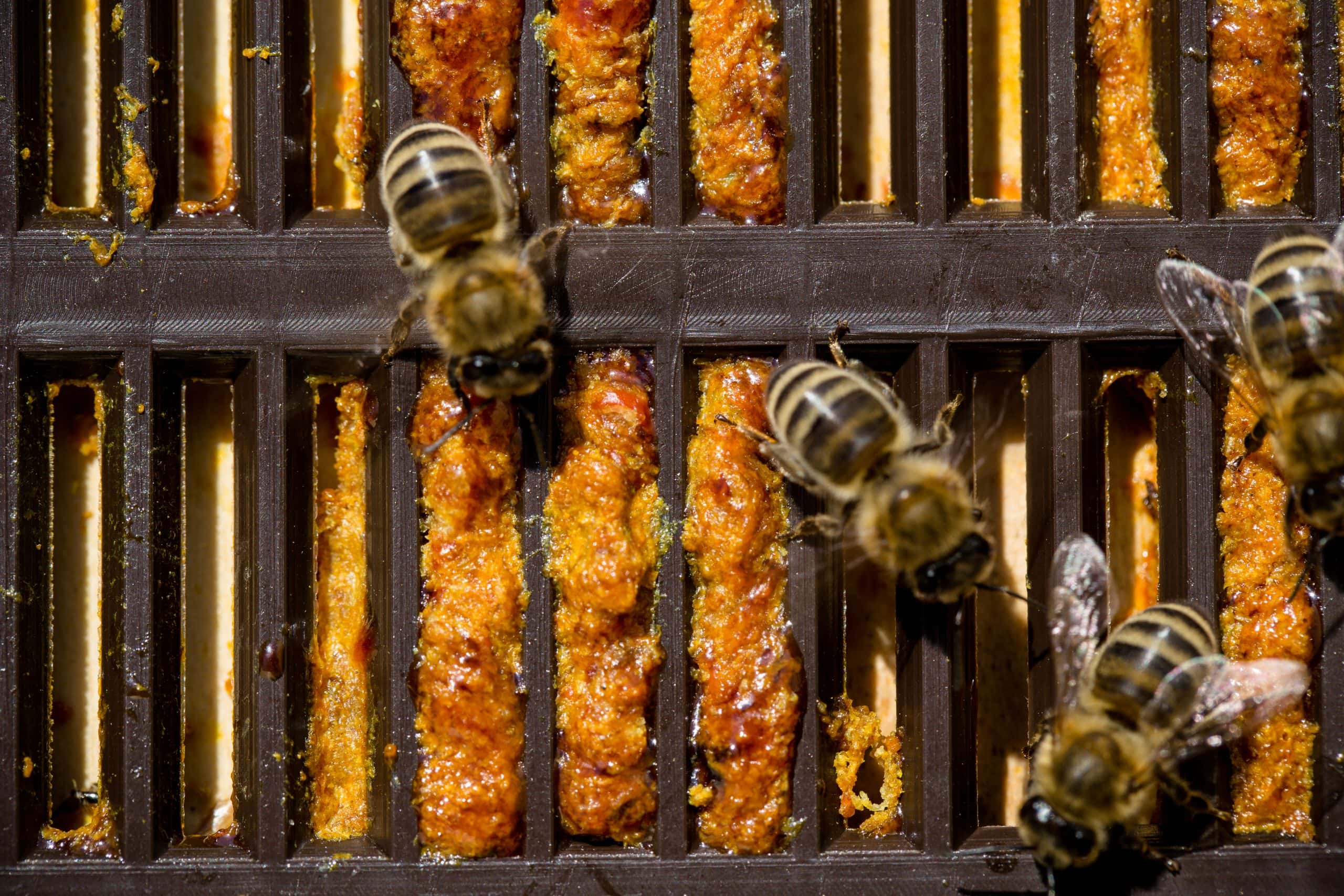 Honey Bee Propolis